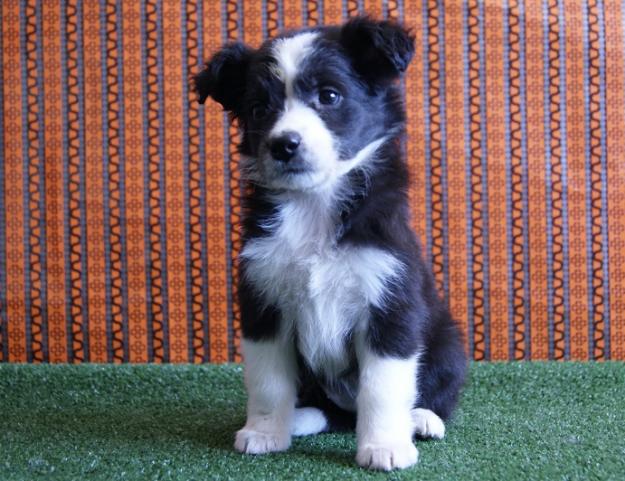 Border Collie cachorritos de dos meses de edad