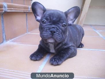 Cachorro ESPECTACULAR de BULLDOG FRANCES