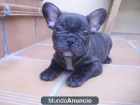 Cachorro ESPECTACULAR de BULLDOG FRANCES - mejor precio | unprecio.es