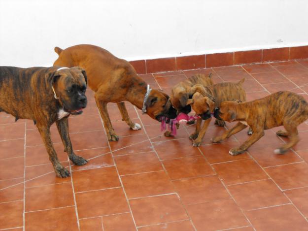 cachorros boxer