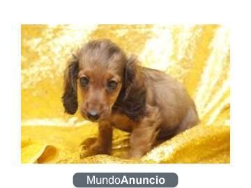 Dachshund encantador