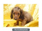 Dachshund encantador - mejor precio | unprecio.es