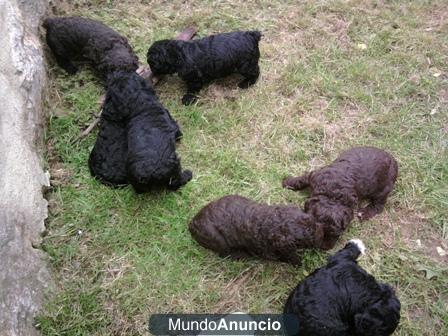 escelente camada de perro de aguas