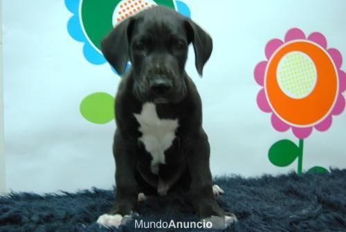 Excelente Macho Dogo Aleman con  2 Meses ( AZUL)