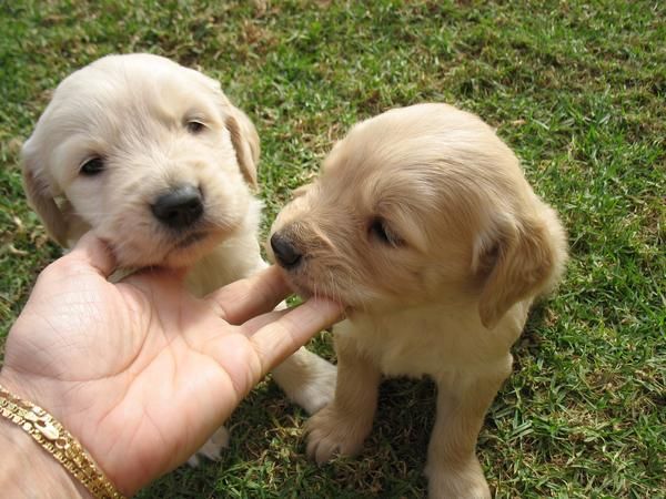 golden retriever marbella