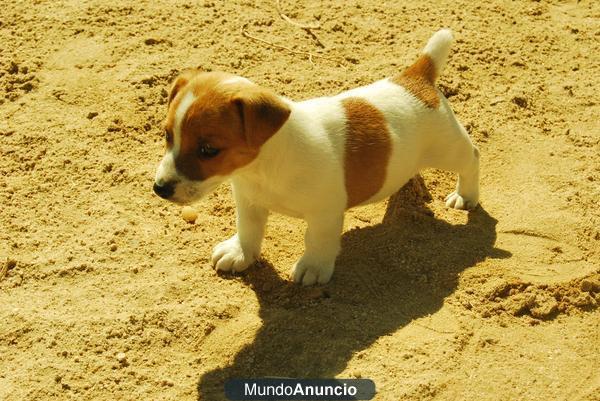 Jack Russell de pata corta cachorros de gran calidad