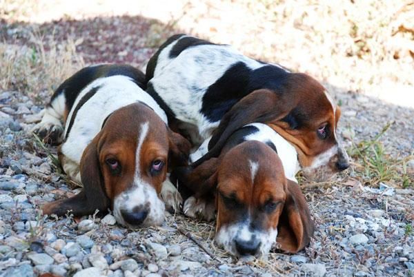 ¡Disfruta estas fiestas con tu Basset hound!