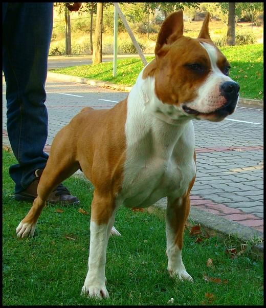 american staffordshire terrier