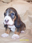 BASSET HOUND, Preciosa camada 400 eur - mejor precio | unprecio.es