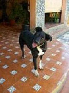 BLACKY NECESITA SER ADOPTADO