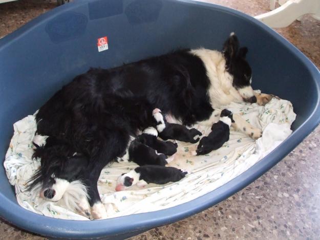 Border Collie cachorros