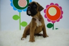 Boxer Excelentes Cachorros - mejor precio | unprecio.es