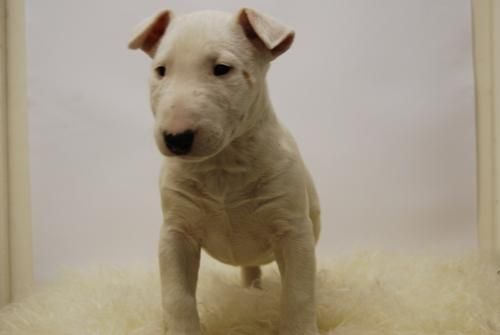 bull terrier, calidad en color blanco