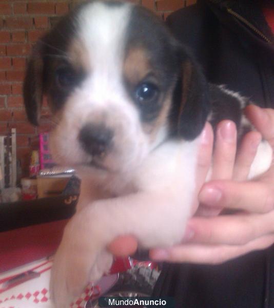 Cachorro beagle tricolor precioso