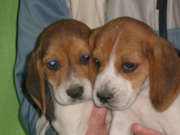 Cachorros de Beagle