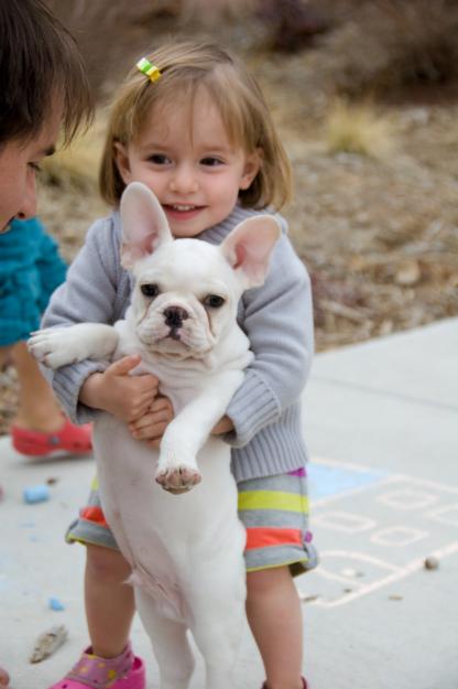 CACHORROS DE BULLDOG FRANCES CON GARANTIA CONGENITA