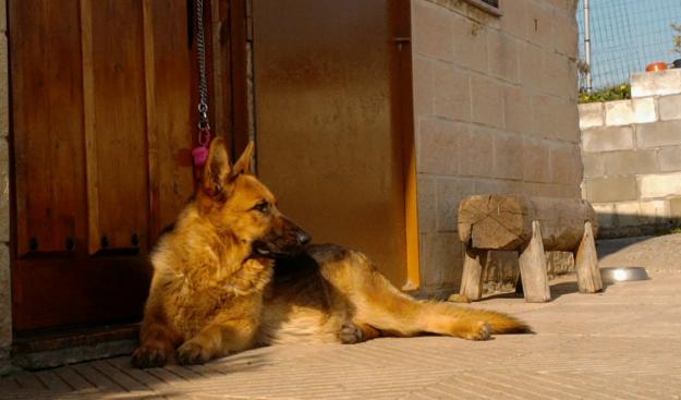 CACHORROS DE PASTOR ALEMAN