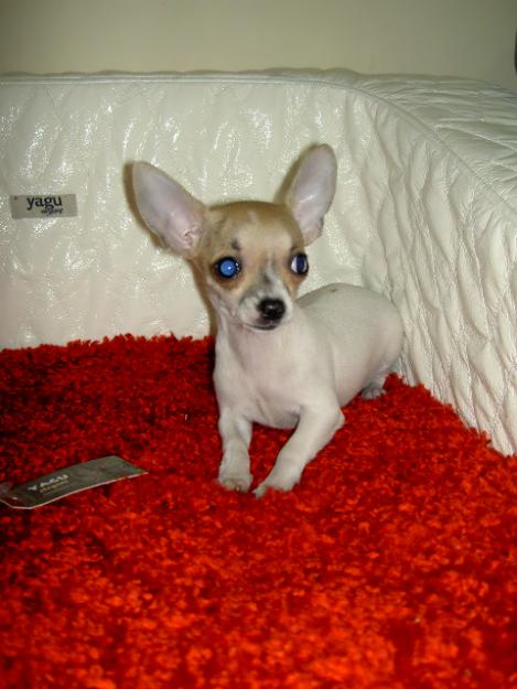Chihuahuas miniaturas con pedigree