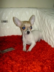 Chihuahuas miniaturas con pedigree - mejor precio | unprecio.es