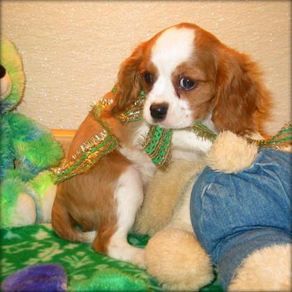 Fresh Cavalier King Charles Spaniel.