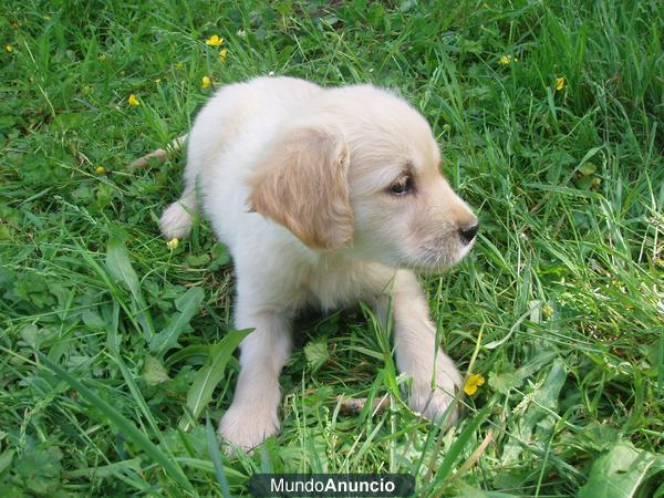 GOLDEN RETRIEVER CON PEDIGREE