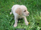 GOLDEN RETRIEVER CON PEDIGREE - mejor precio | unprecio.es