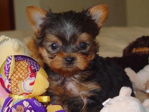 Hermosos cachorros yorkshire terrier - Toledo