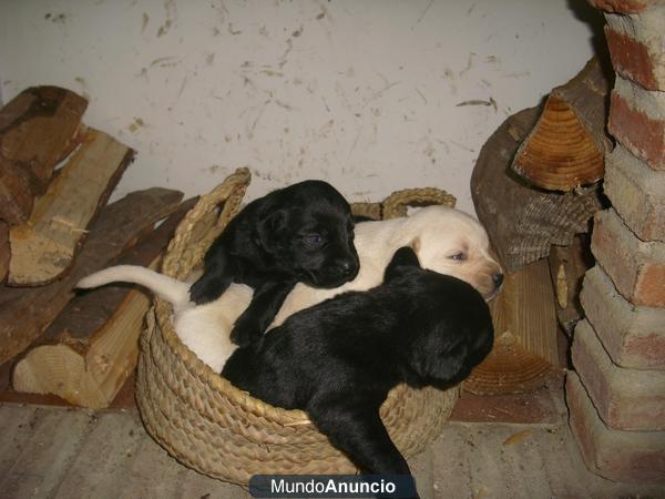 labradores retrievers