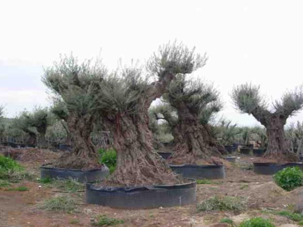 olivos centenarios