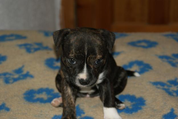 staffordshire bull terrier (staffy)