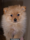 VENDO CACHORRO POMERANIA LULU - mejor precio | unprecio.es