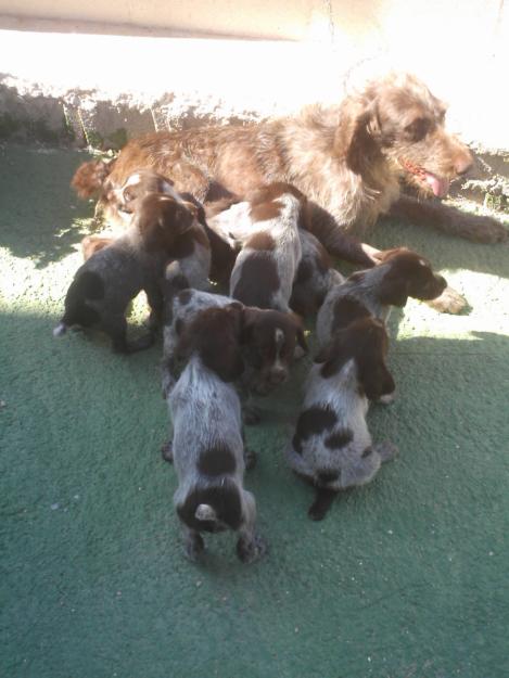 Vendo cachorros de pura raza DRAHTHAAR