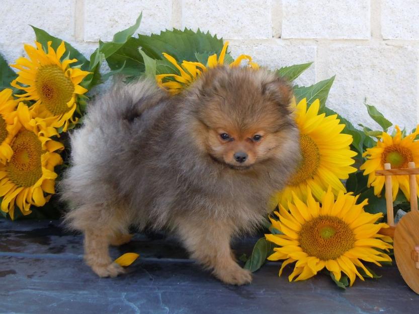 Lulú de Pomerania