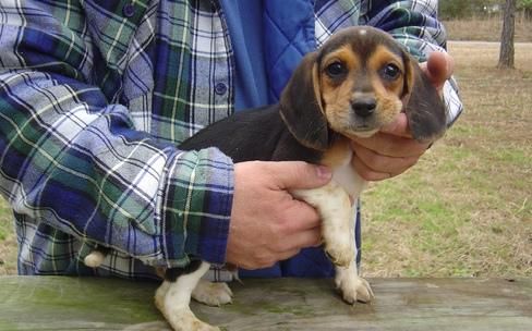 Adorables cachorros de Beagle para casas buenas