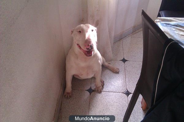 Bull terrier excelente para montas