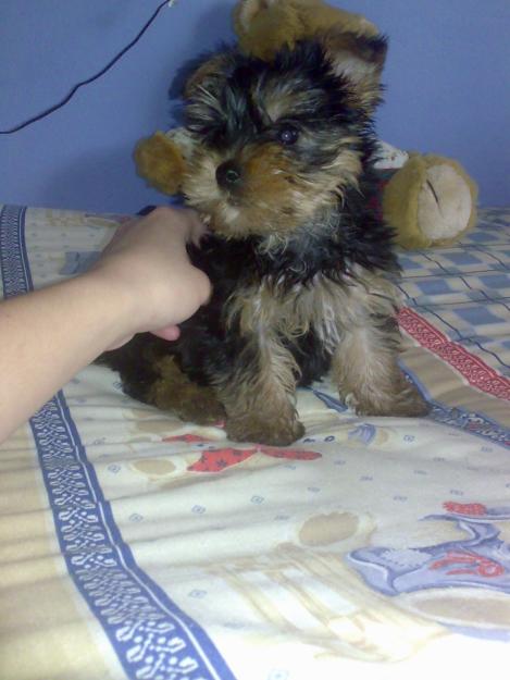 cachorro yorkshire de dos meses