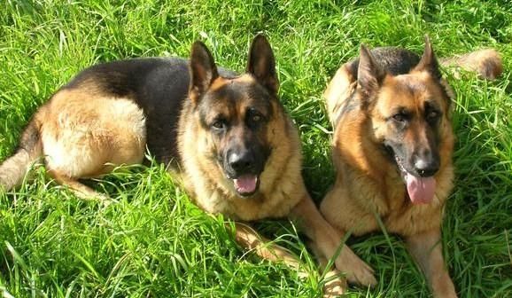 Cachorros de Pastor aleman con pedigree, hembras 250 Euros