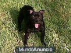 camada de Staffordshire bull terrier - mejor precio | unprecio.es