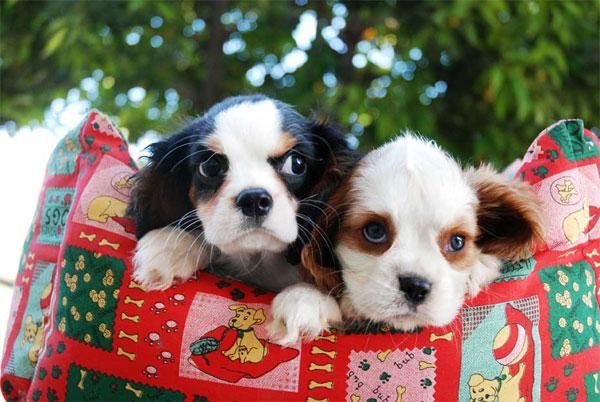 En venta preciosos cachoros de Cavalier