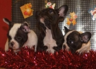 Feliz navidad con tu cachorro de Bulldog frances - mejor precio | unprecio.es