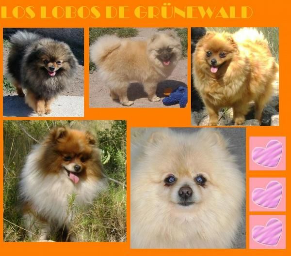 Preciosos y Autenticos cachorritos de Pomerania enano