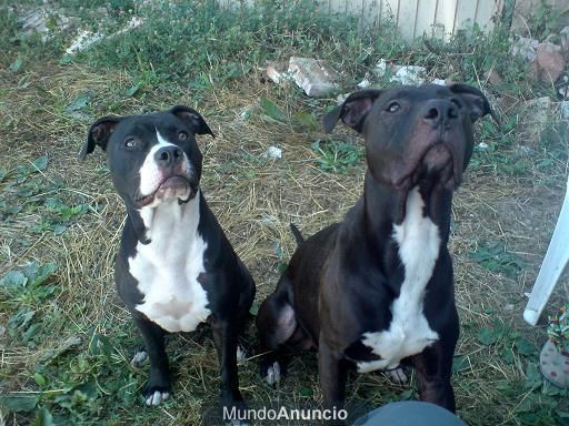 vendo excelentes cachorros pitbull 200e