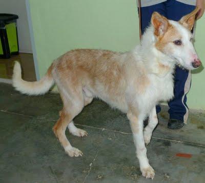 Preciosio podenco de 4 años en adopción