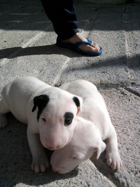 Bull terrier hembras piratas y macho blanco