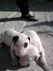 Bull terrier hembras piratas y macho blanco - mejor precio | unprecio.es