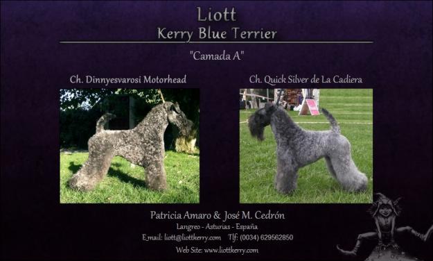 Excelente Camada de Kerry Blue Terrier