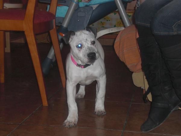 SE VENDE CACHORRA DE PITBULL