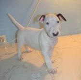 BULLTERRIER   515    OFERTA