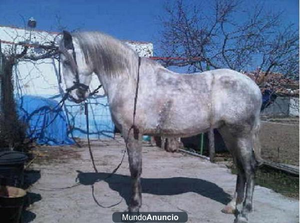 caballo luso arabe