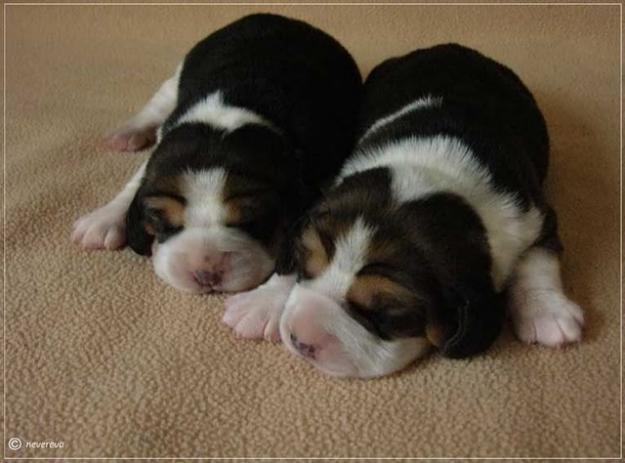 CACHORROS beagle